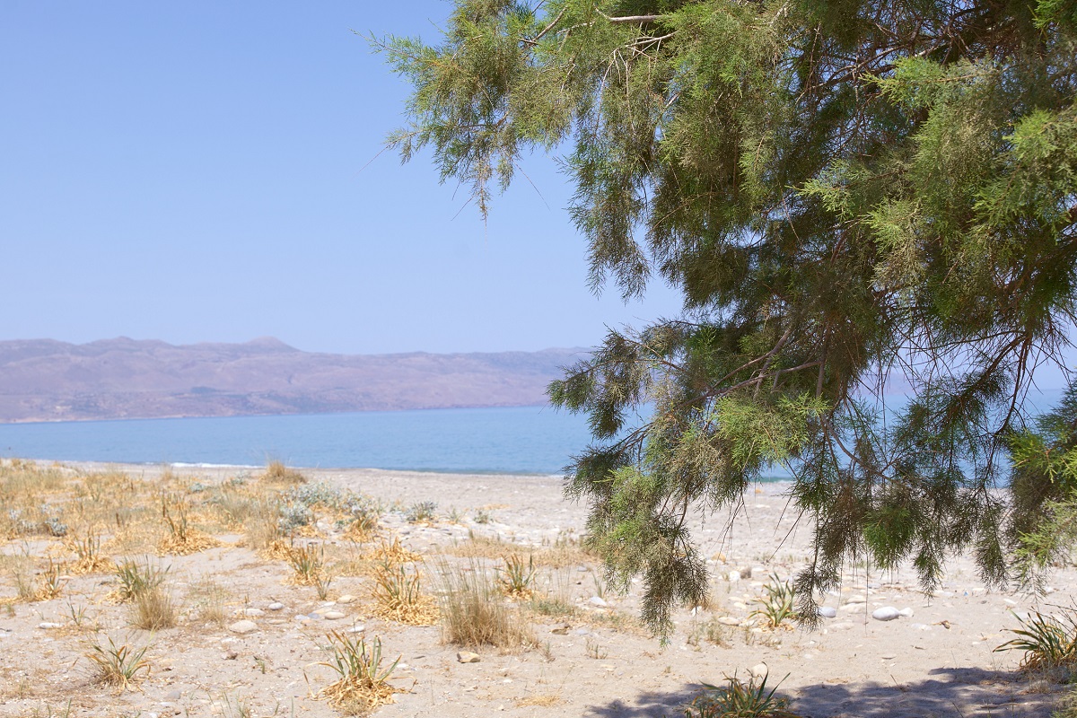 Beach with tree in foreground