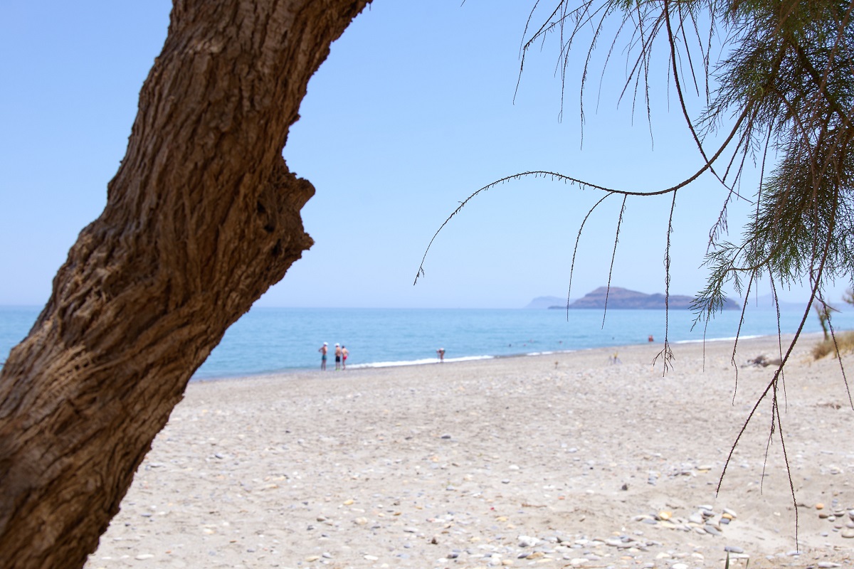 View of beach from tree trunk